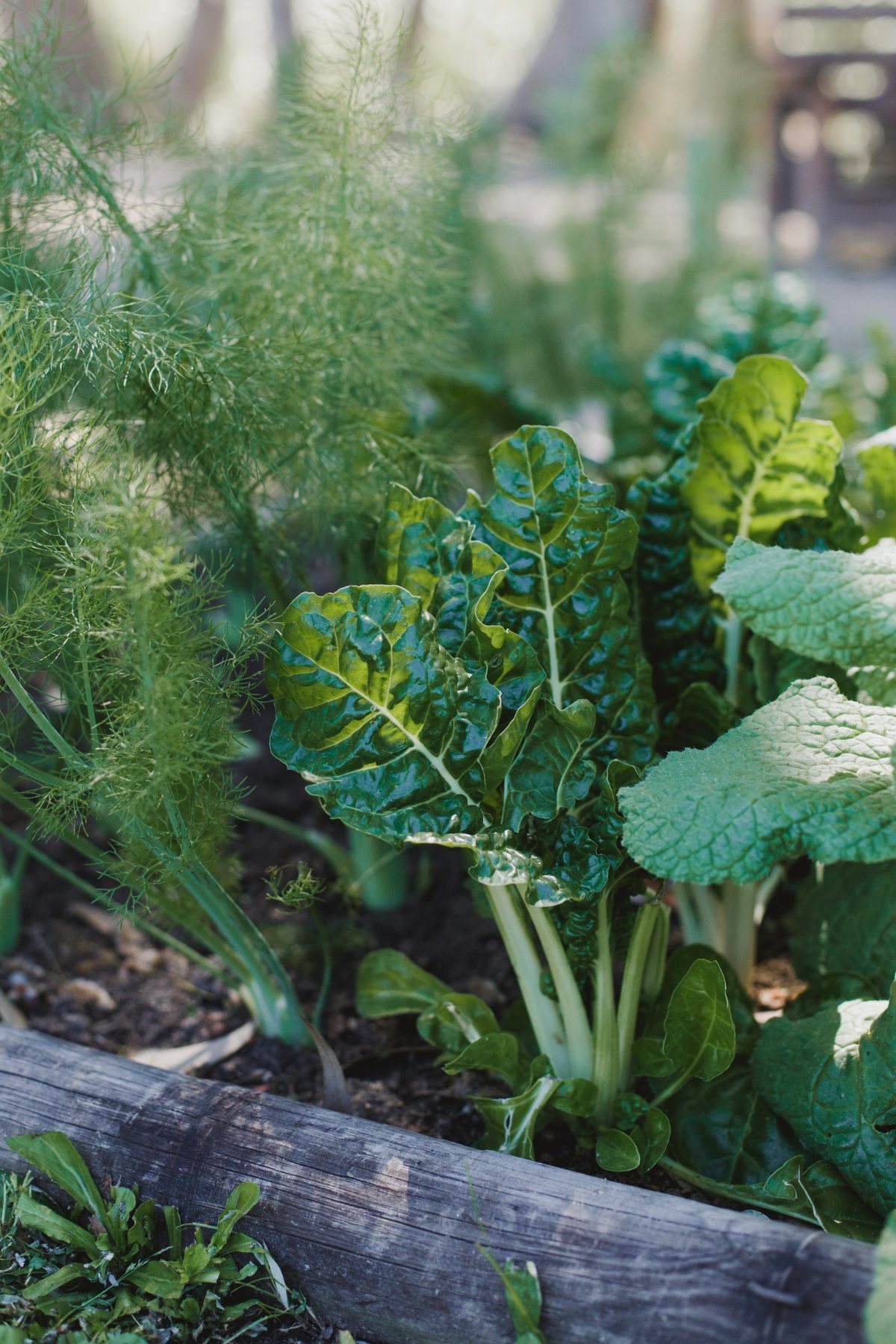 Leafy vegetables and herbs growing together in a raised bed at Melfort